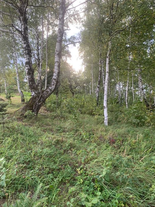 Продаж зем. ділянки 20 соток с. Багна Вижницький р-н Чернівецька обл.