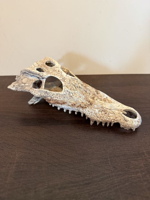 EXO TERRA Crocodile Skull (czaszka krokodyla)