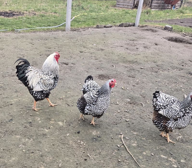 Jaja legowe wyandotty jajka