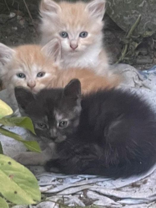 Віддам котиків у добрі ручки