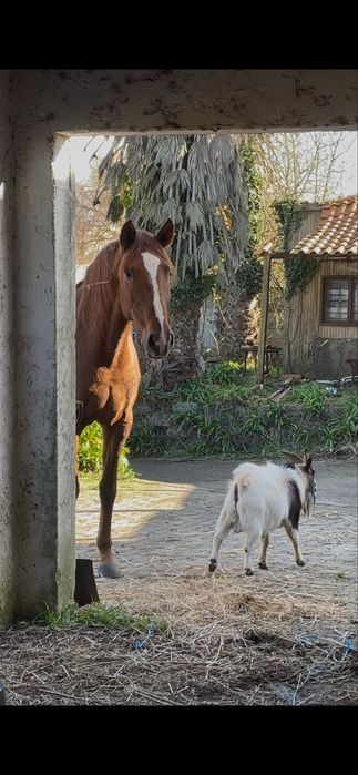 Reprodutora  lusitana 7 anos