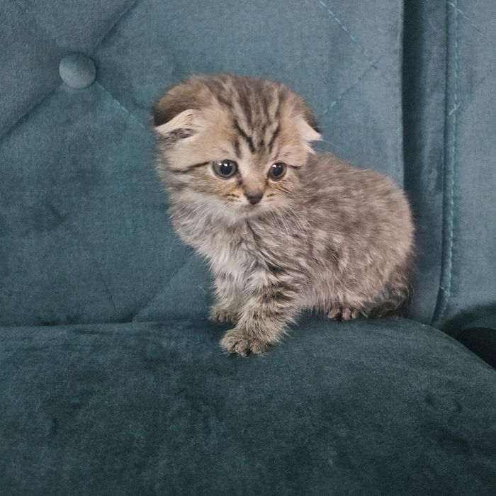 Британський хлопчик