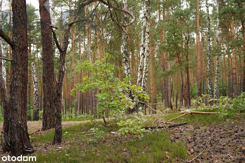 Działka budowlana na Wydmach  2221 m2 - bez prowizji