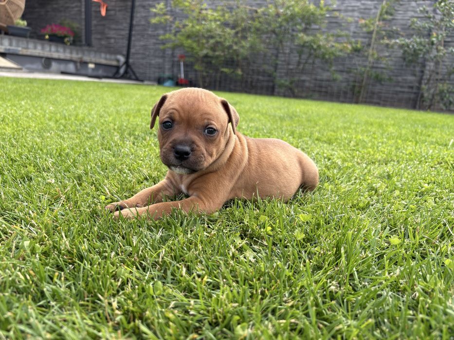 Szczeniak Staffordshire Bull Terrier, ZKwP