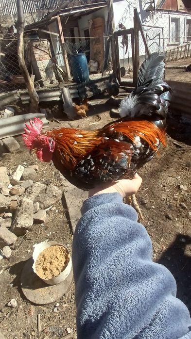 Продам карликових півнів та індокачура