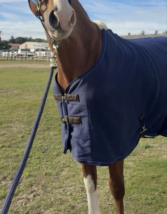 Derka kentucky polarowa cooler granatowa