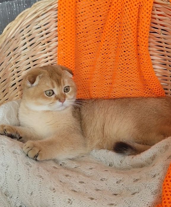 Очаровательный висловухий мальчик шотландская золотая шиншилла