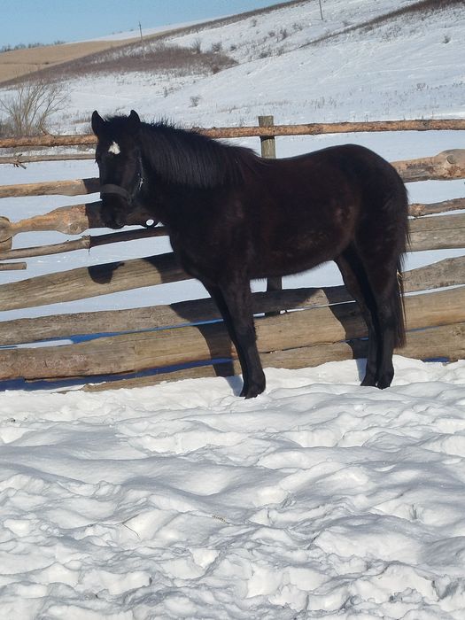 Продам кобилу 3 роки