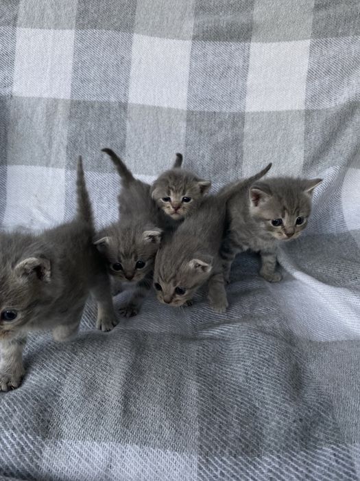 Кошенята висловухі та прямовухі