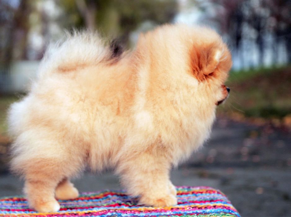 Померанка КСУ.  Мішка.