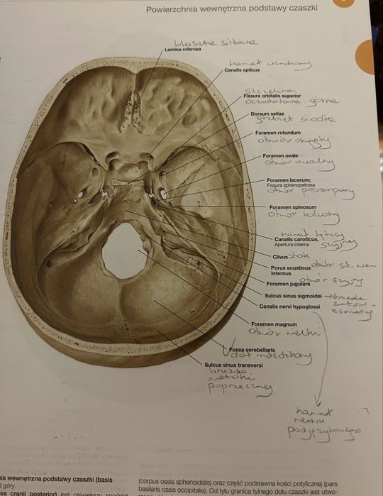 Sobotta Atlas Anatomii Człowieka komplet 3 tomy wyd. 24 Edra medycyna