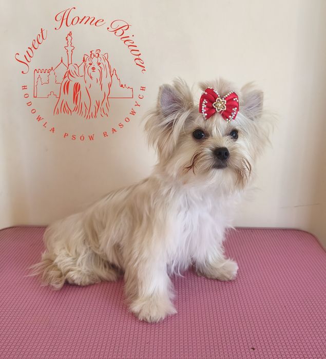 York, Golddust Yorkshire Terrier