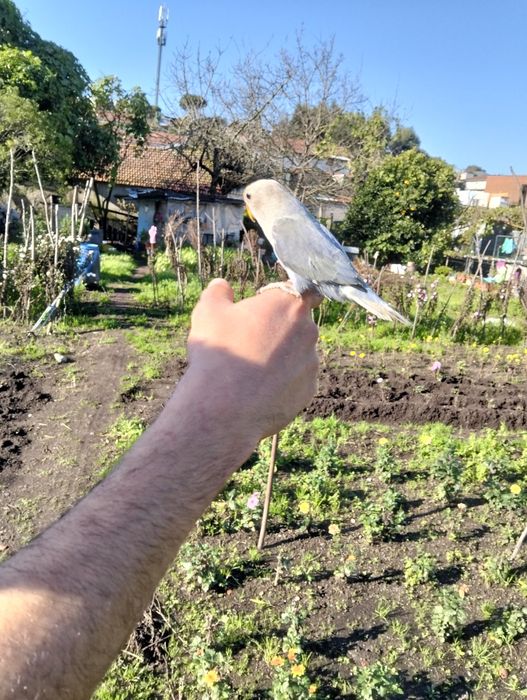 Agapórnis domesticados