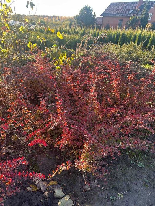 Барбарис, вейгела, пухироплідник, дерен, гібіскус, калина, бузок