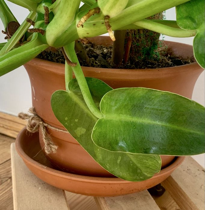 Філодендрон White Marble дорослий.