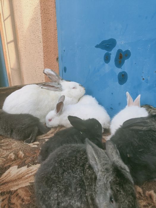 Продам кроликов крольчат малыши