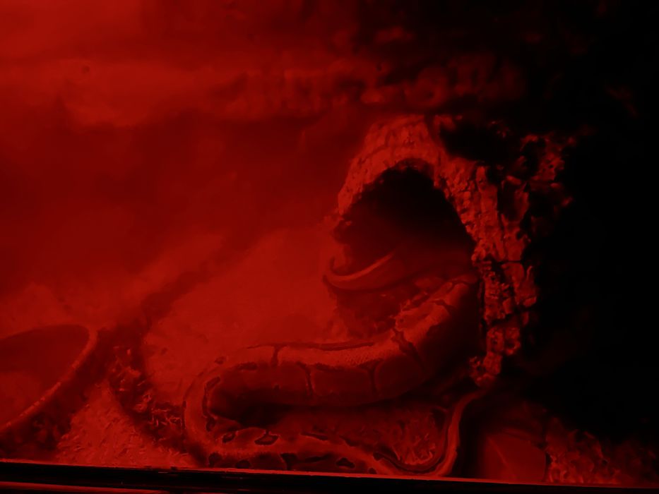 Terrarium zestaw. Pyton jaszczurka. Loft