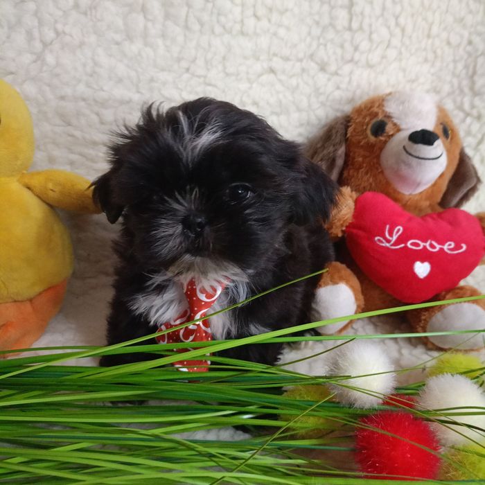 Piesek shih TZU z rodowodem