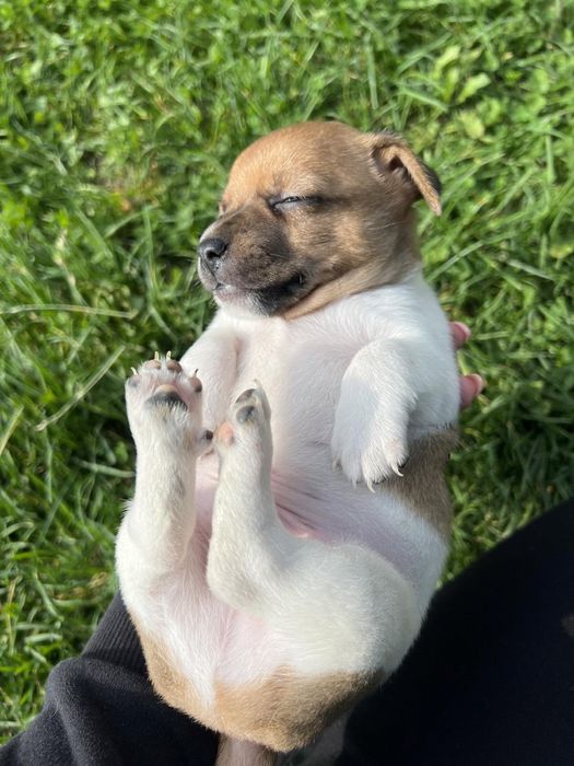 Маленькі веселунчики