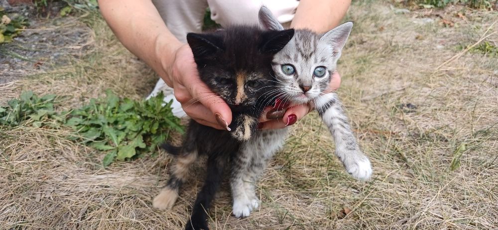 Кошенята в добрі руки