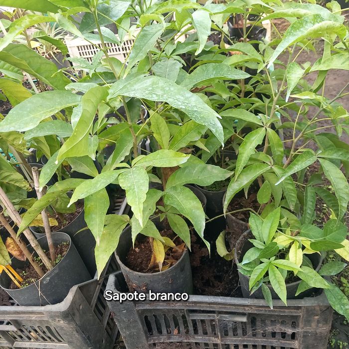 Plantas Tropicais e exóticas