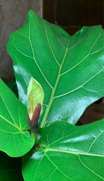 Вишуканий Фікус Лірата  h 85 см