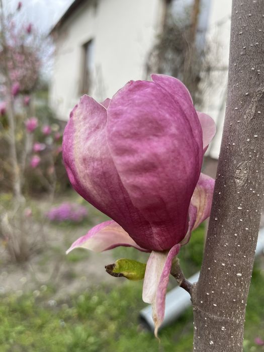 Магноліі щеплені в контейнері, цвітуть у 2 ращи швидше