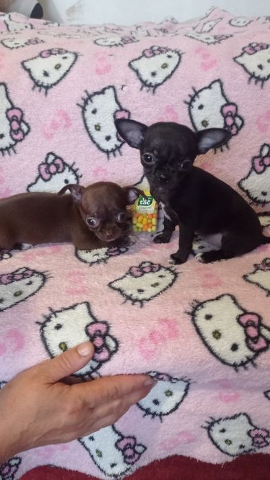 Цуценята чихуахуа міні
