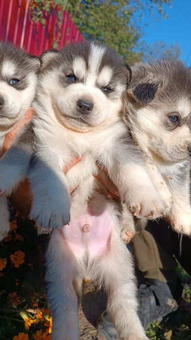 Сибірський хаскі