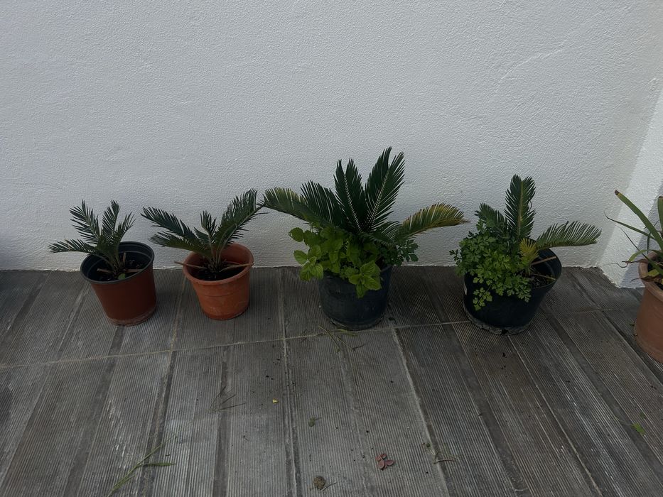 Cica revoluta, mudas do verão passado