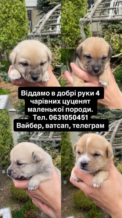 Маленьки цуценята шукають родину