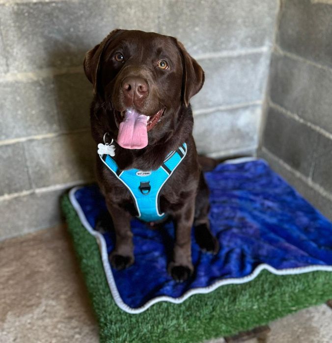 Labrador retriever chocolate para cruza/monta