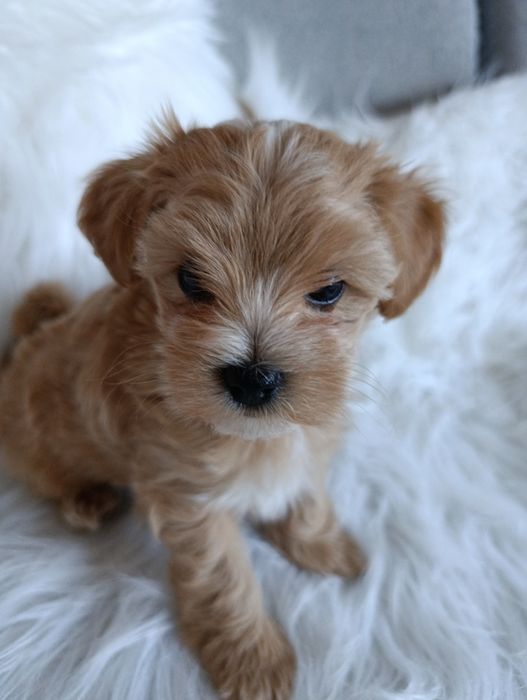 Maltipoo -cudowny  piesek