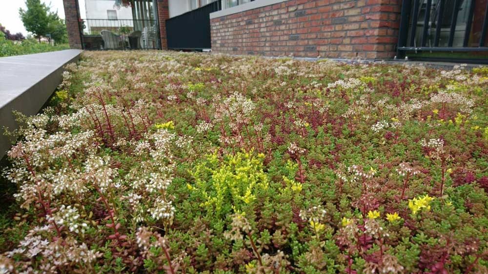 Coberturas verdes - Sedum e Sempervivum