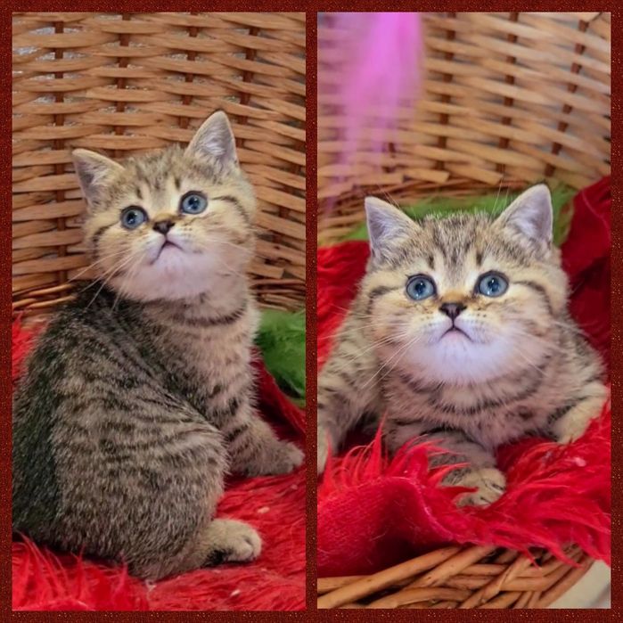 Гарнюля маленький ведмежа