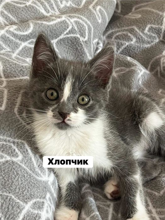 Кошенята в добрі руки. Милі хлопчики та дівчатка шукають дім. Вік різний, 2,3,4 місяці