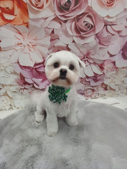 Groomer strzyżenie psów