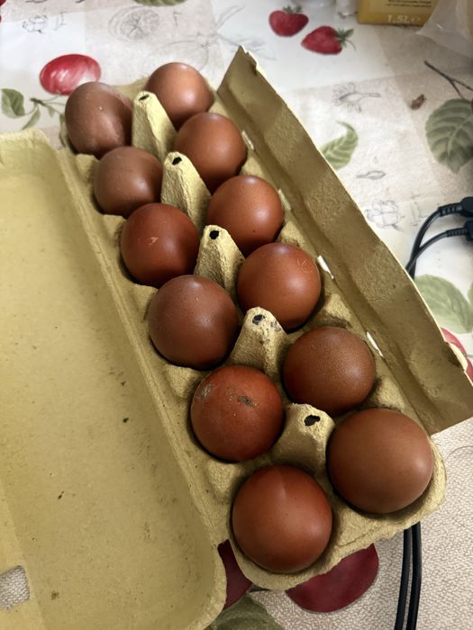 Ovos galados disponiveis