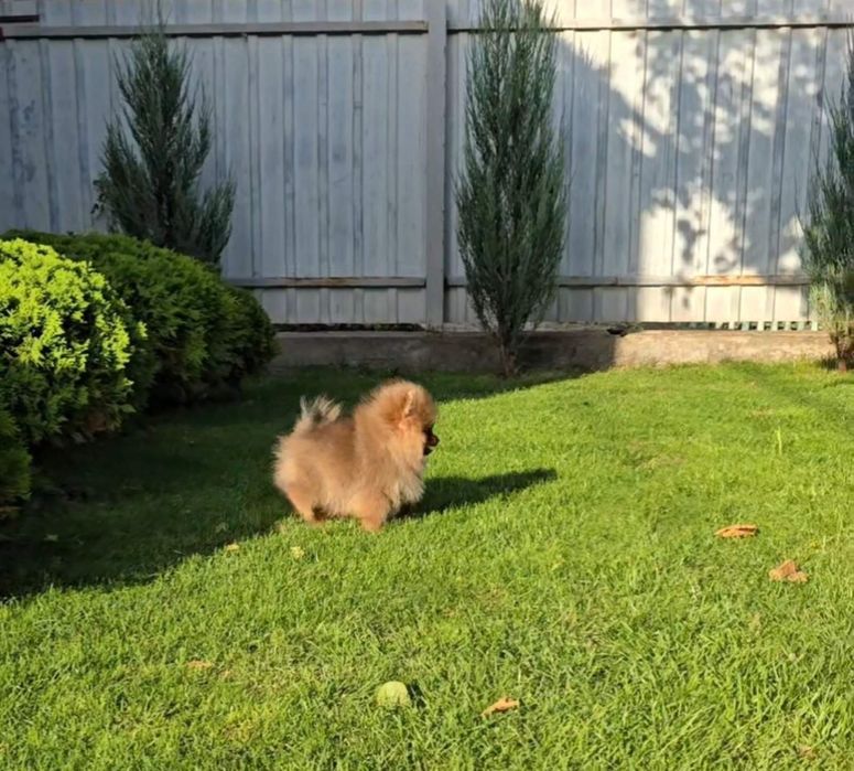 Ціни різні. Неймовірні хлопчики та дівчатка.