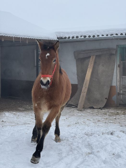 Продається лошадко