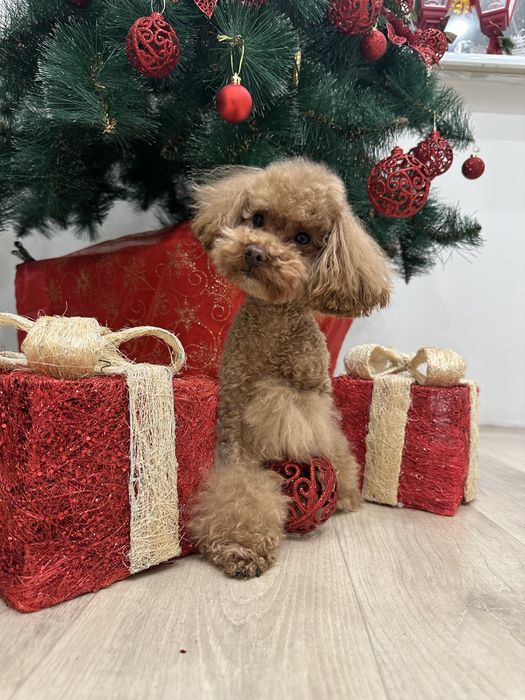 Вязка тикап пудель