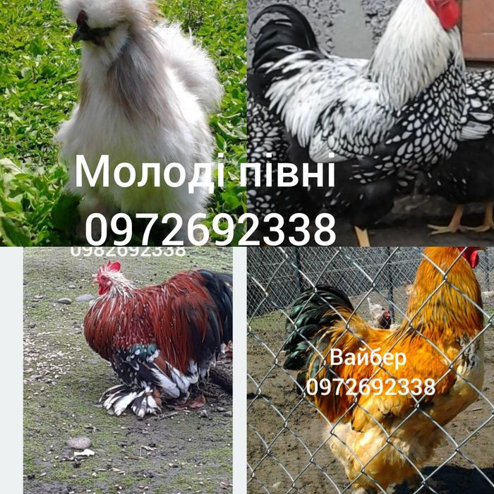 Молоді півні різних порід