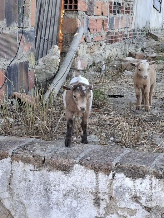 Cabras anãs para venda - Coruche