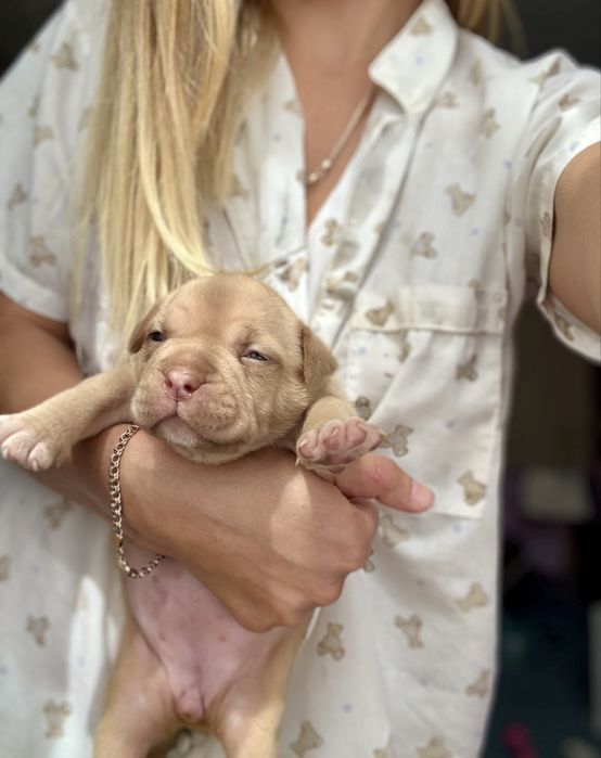 Американські буллі дівчата хлопці