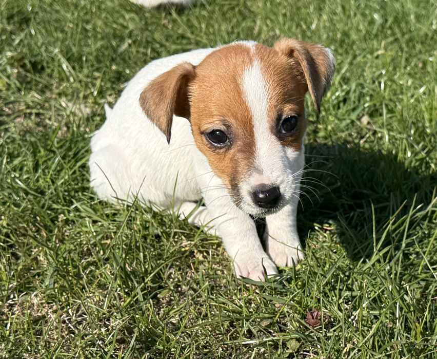 Jack Russel Terier piesek