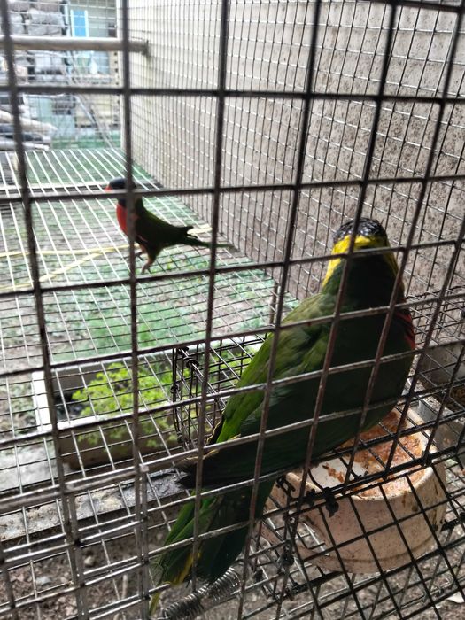 Casal de Loris de 2025