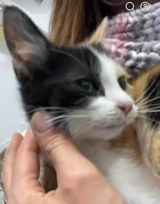 MOLLY – wieczne kocie dziecko