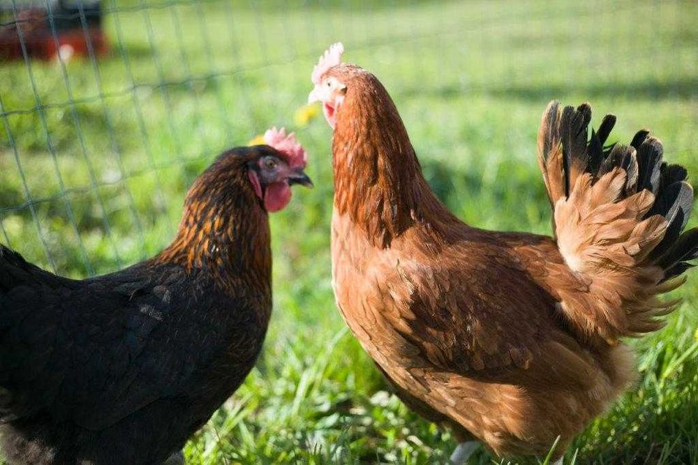 Kurka nioska Rosa na jajko  odchowana transport na miejsce Gratis