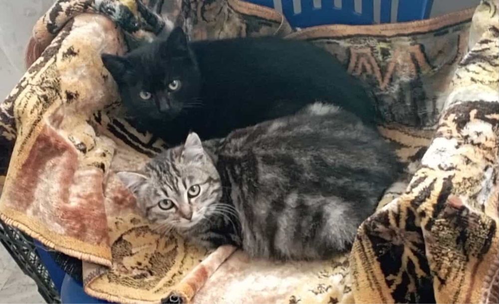 Хлопці і дівчинка шукають родини