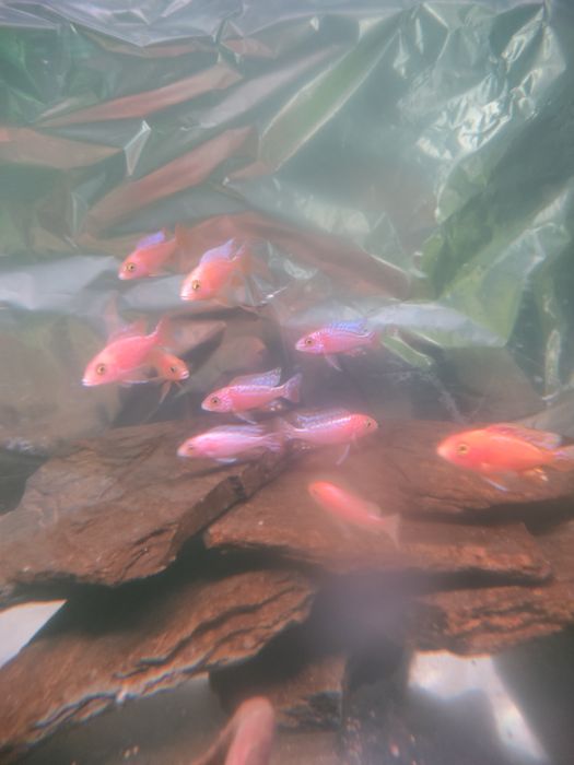 Aulonacara Red dzikie